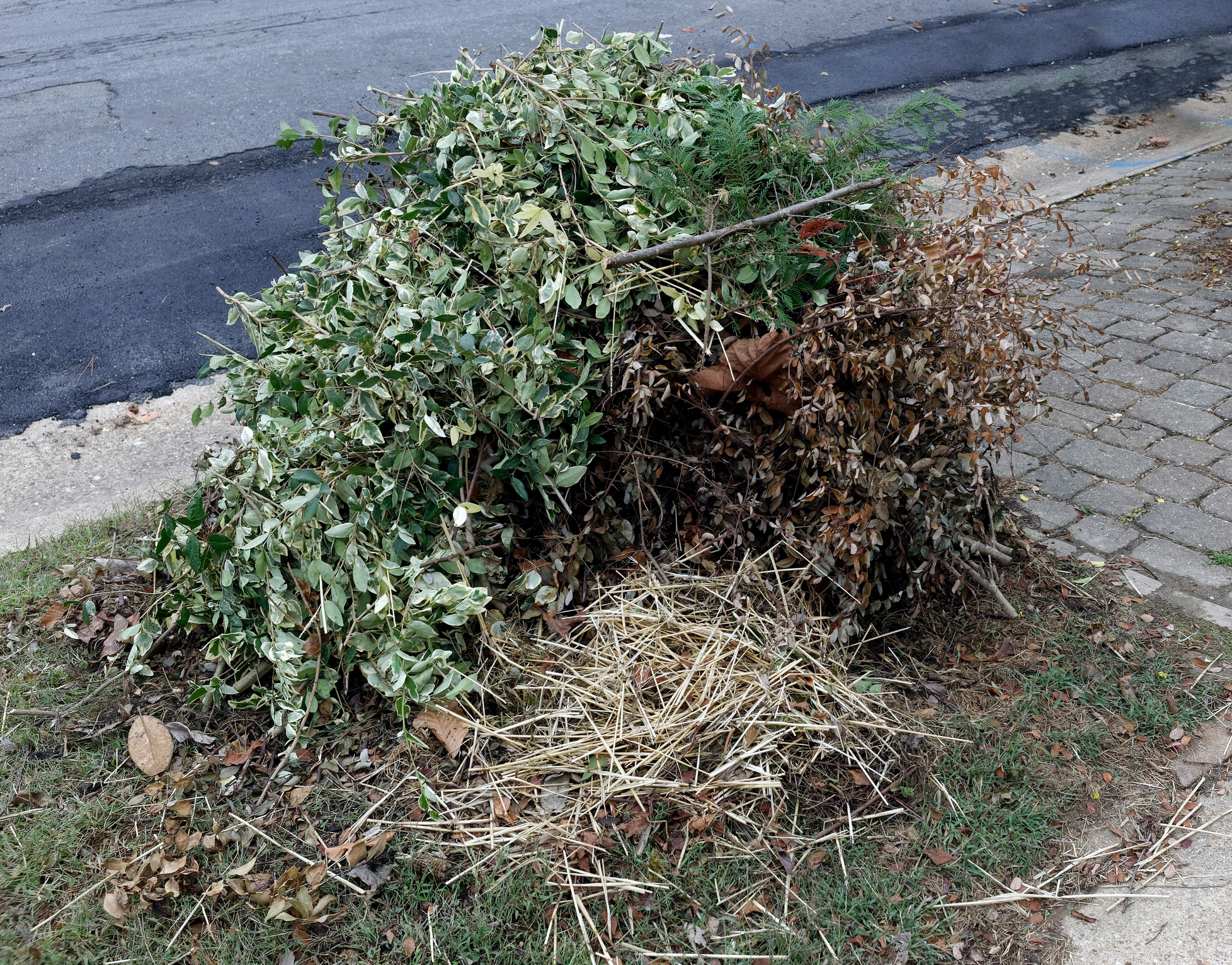 Tard Clippings Pile of freshly cut yard vegetation