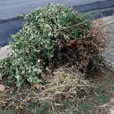 Pile of freshly cut yard vegetation